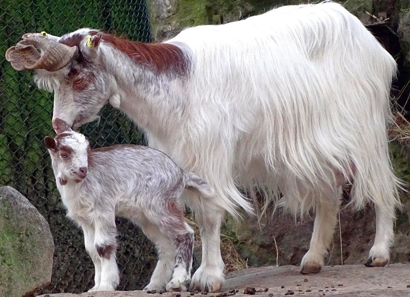alt-"Stiftung Artenschutz Tierpark Berlin"