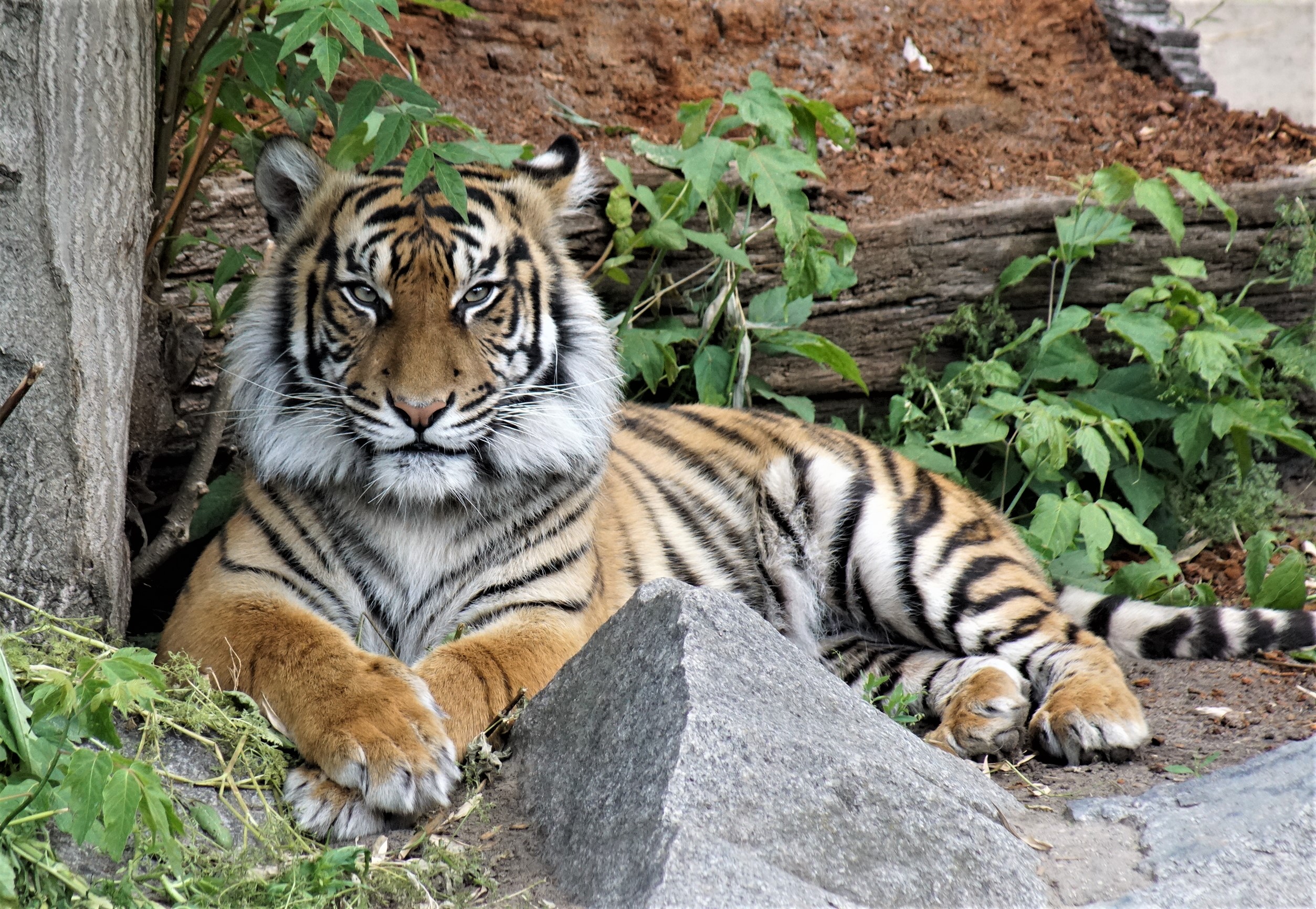 alt-"Notfall Stiftung Tierpark Berlin und Zoo Berlin"