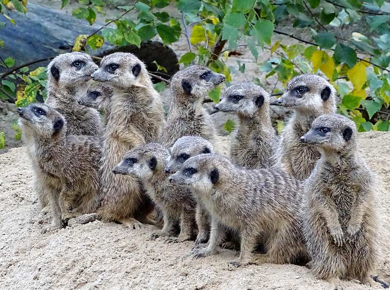 alt-"Spende Anlass Tierpark Berlin und Zoo Berlin"