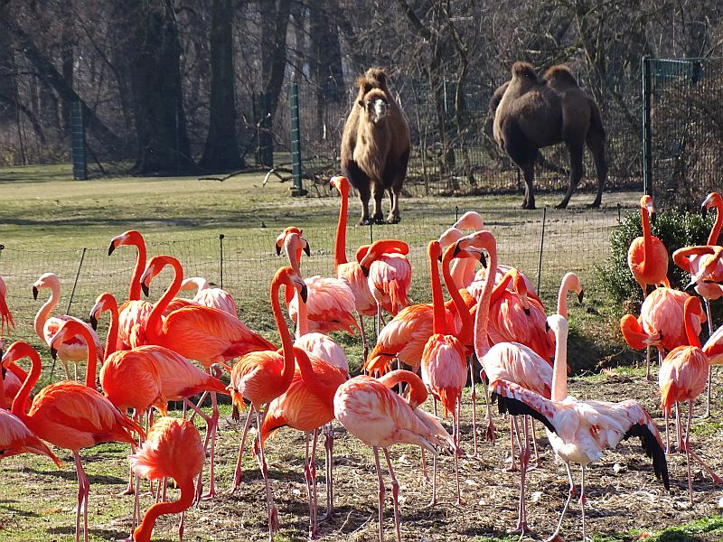 alt-"Spende Tierpark Berlin und Zoo Berlin"