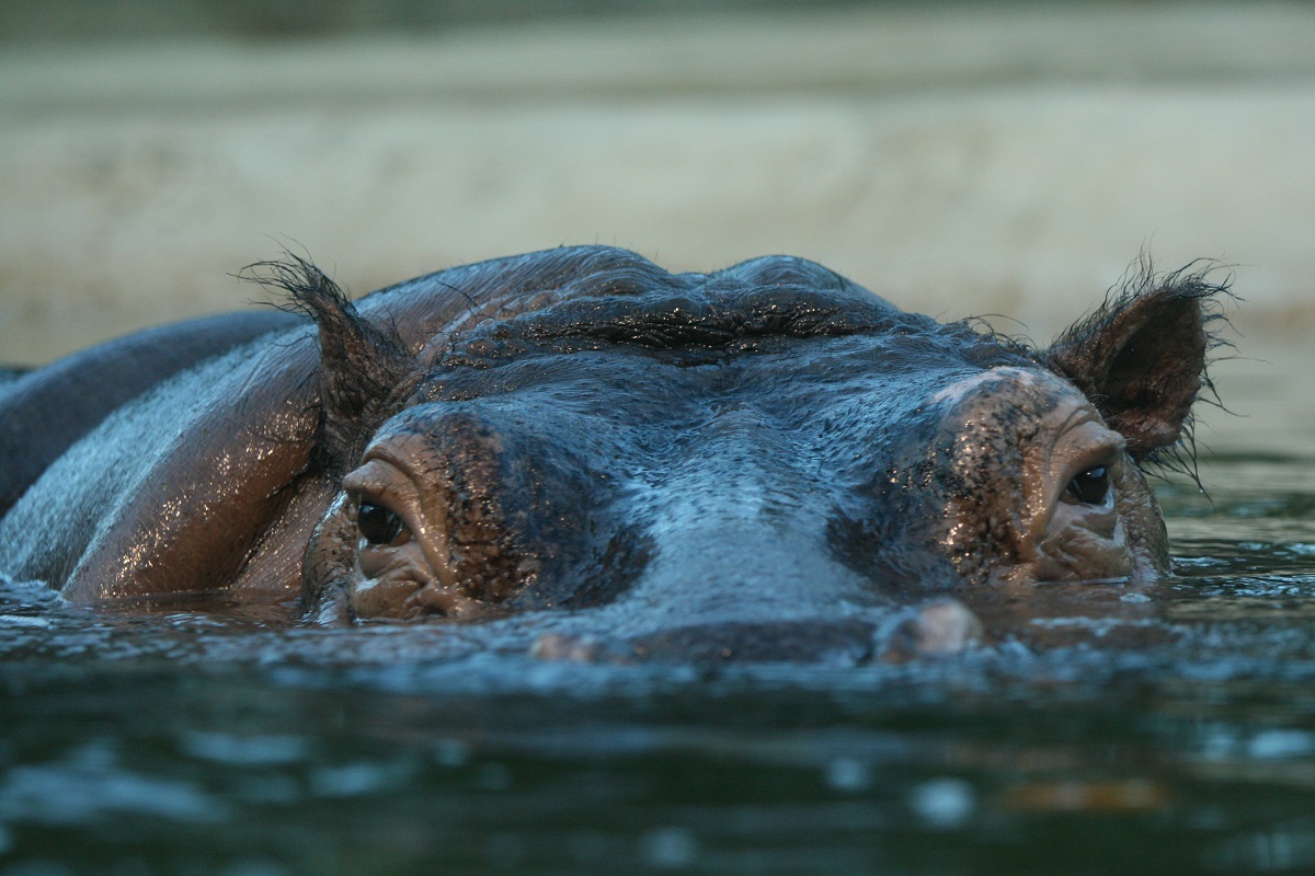 alt-"Spende Tierpark Berlin und Zoo Berlin"