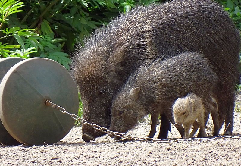alt-"Tierbeschäftigung Stiftungsfonds Tierpark Berlin und Zoo Berlin"