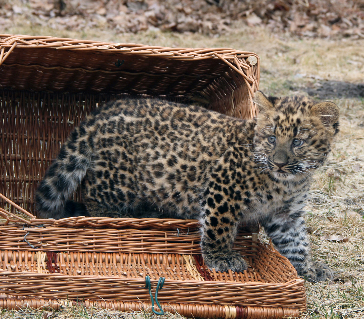 China Leopard Jungtier Tierpark Berlin