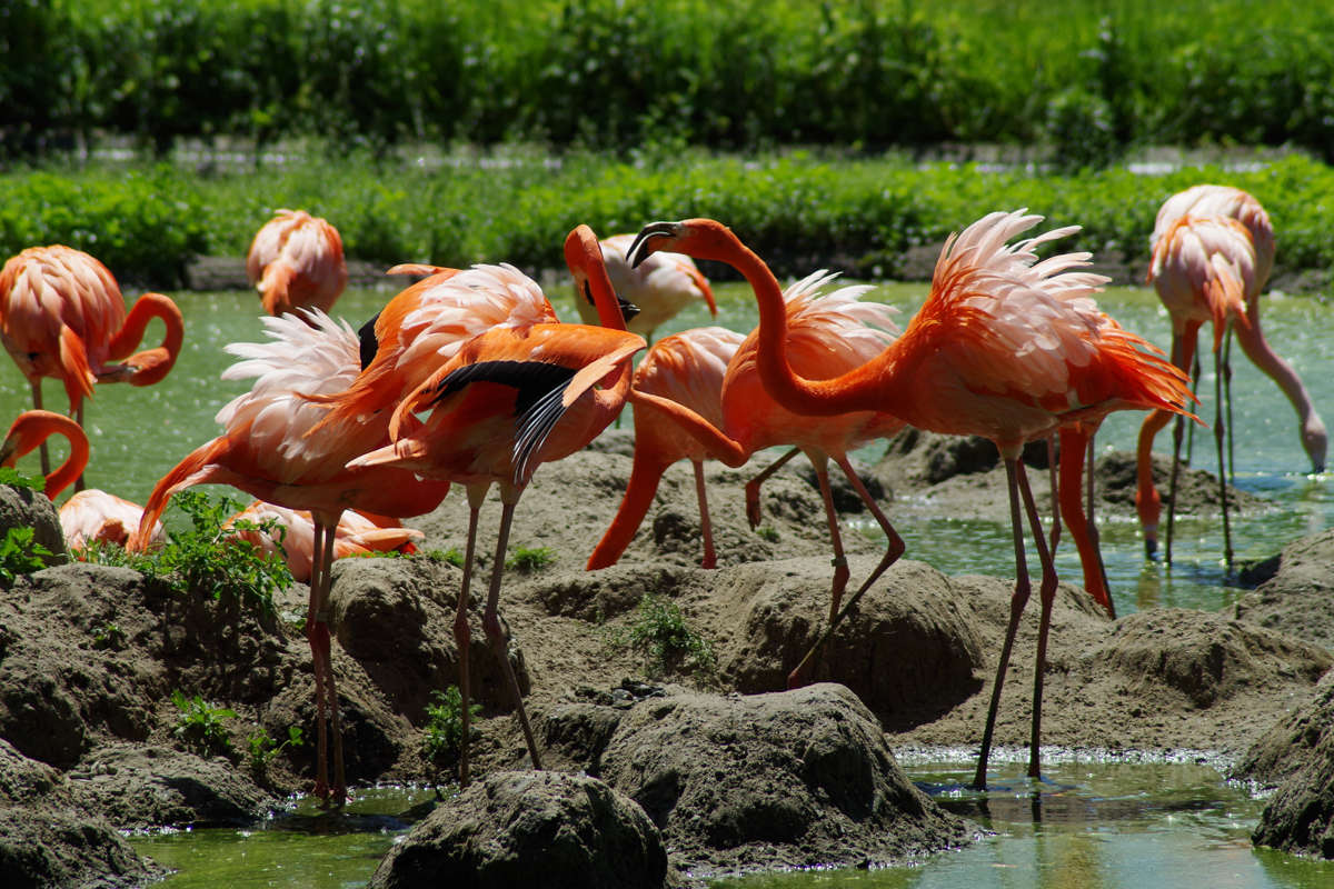 Flamingo Gruppe im Tierpark Berlin