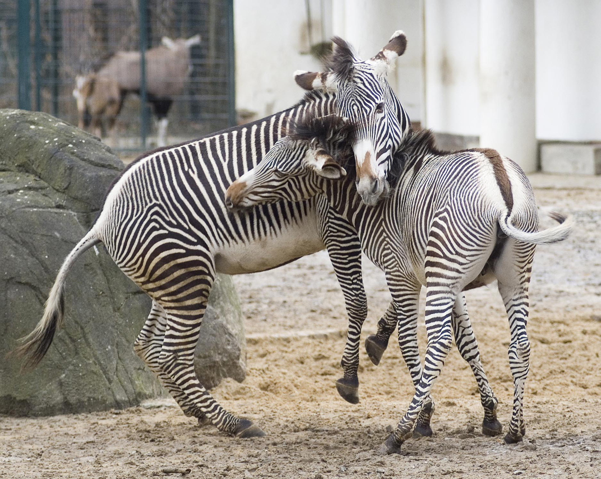 Grevy-Zebra im Zoo Berlin