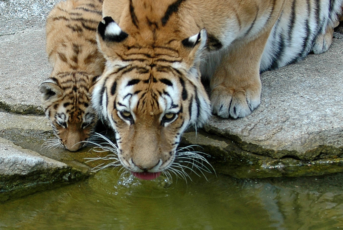 Sibirische Tiger im Tierpark Berlin
